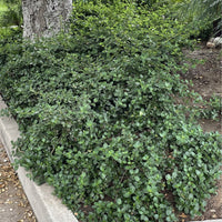 plant material shot