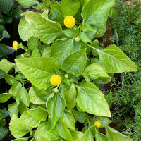 Organic Spilanthes, Acmella oleracea - Please call shop for availability