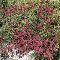 Eriogonum grande var. rubescens, Red Flowered Buckwheat flowering
