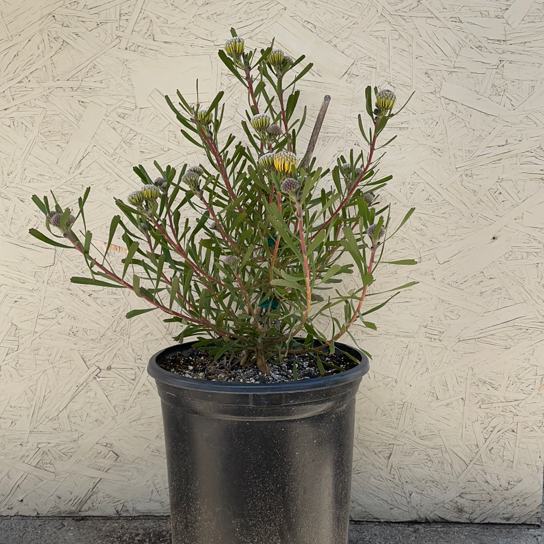 Leucospermum Lauren Hicks