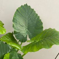Alocasia Odora