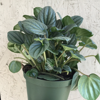 Peperomia Frost