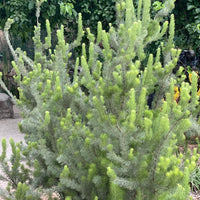 plant material shot