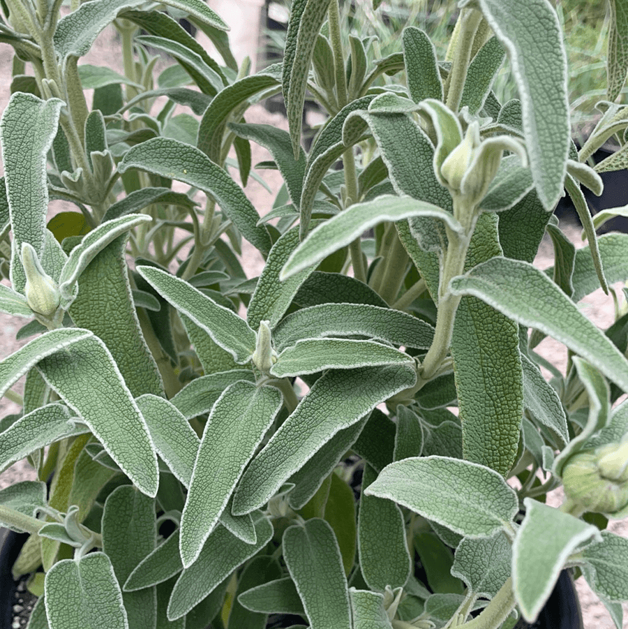 Phlomis fruticosa (Jerusalem Sage) foliage