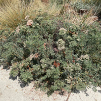 plant material shot