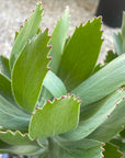 Leucospermum 'veldfire', Veldfire pincushion