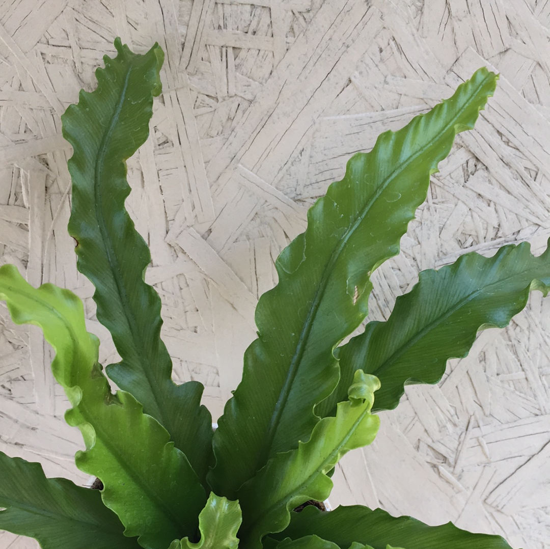 Antiquum Japanese Fern