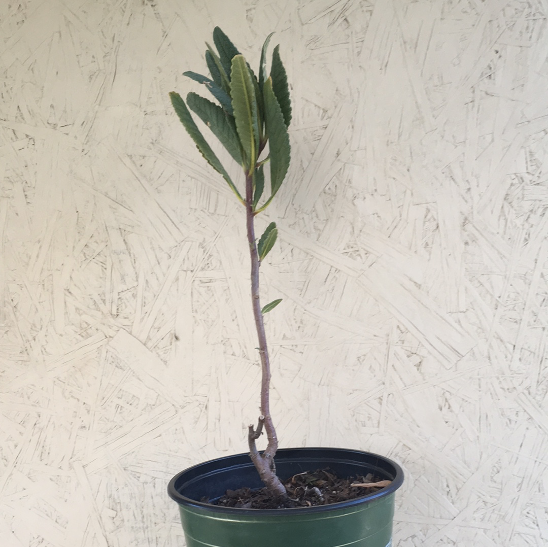 Eriodictyon crassifolium, Thick Leaf Yerba Santa