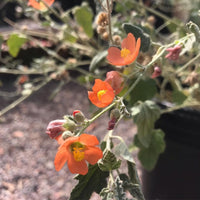 Sphaeralcea ambigua, desert globemallow Orange Flowers