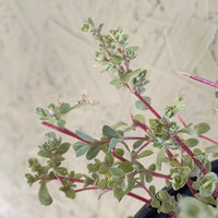 Atriplex leucophylla, Beach Saltbush