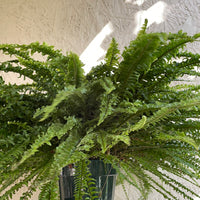 Nephrolepis exaltata Fluffy Ruffle