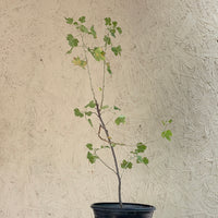 Ribes aureum var. gracillimum, Golden Currant