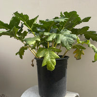 Acanthus mollis 'Bears Breeches’