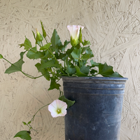 Calystegia macrostegia 'Anacapa Pink' , Morning glory