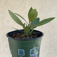Dendromecon harfordii