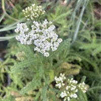 Achillea m. 'Sonoma Coast' (yarrow) white flower
