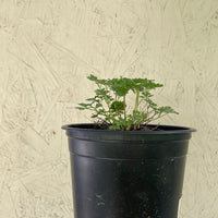 Aquilegia pubescens