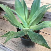 Agave 'Blue Flame'
