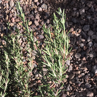 Rosmarinus officinalis 'Collingwood Ingram'