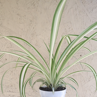 Spider plant