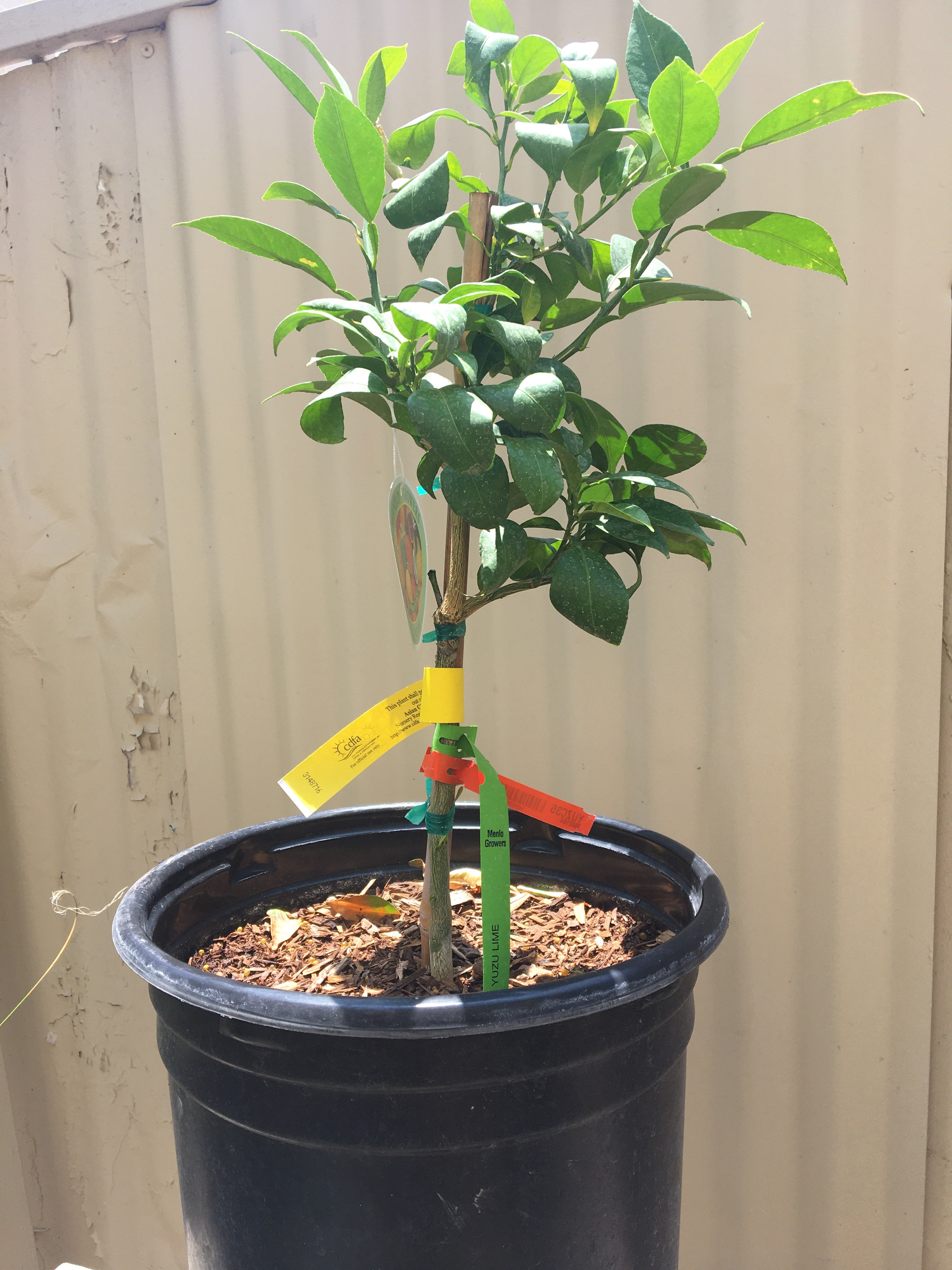 Yuzu Lime – Plant Material