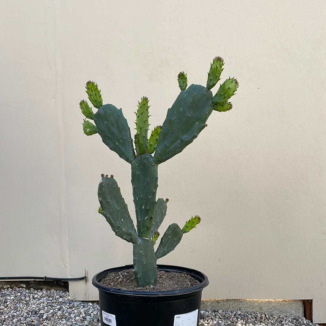 Opuntia Green Form
