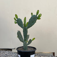 Opuntia Green Form