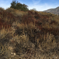 Artemisia californica, California Sagebrush with Buckwheat in Los Angeles by Plant Material