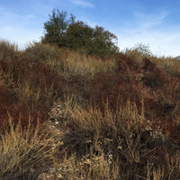 Artemisia californica, California Sagebrush with Buckwheat in Los Angeles by Plant Material