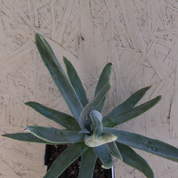 Dudleya virens ssp. insularis
