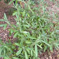 plant material shot