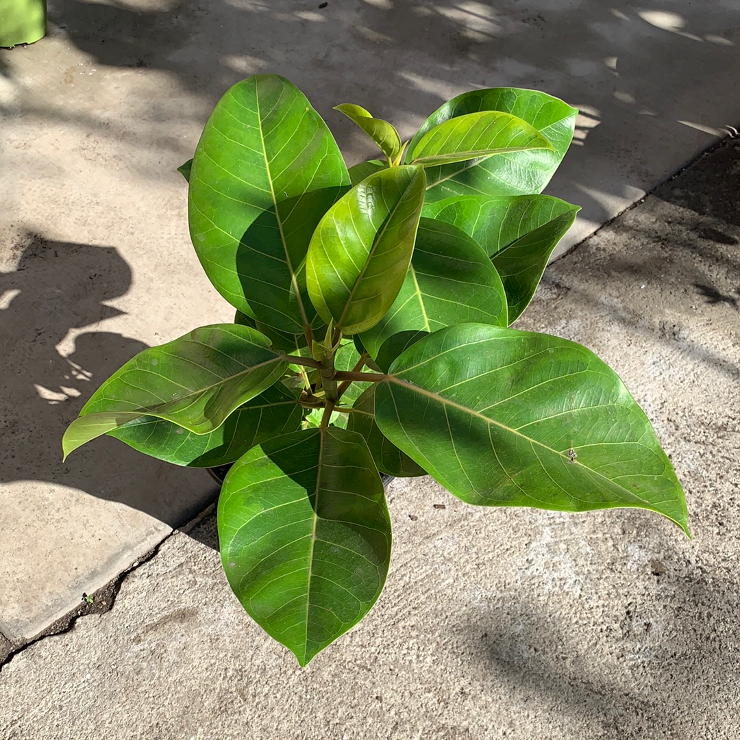ficus altissima care Ficus altissima