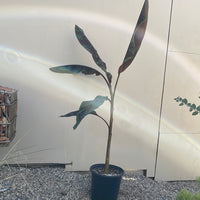 Musa acuminata Zebrina, Striped Leaved Banana Plant