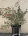 Grevillea Spirit of Anzac 5 Gallon