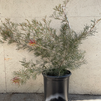 Grevillea Spirit of Anzac 5 Gallon