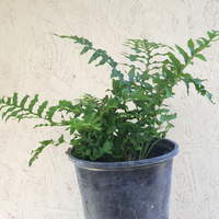 Polypodium californicum, California Polypody