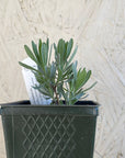 Organic Provence English Lavender - Please call shop for availability