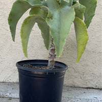 Kalanchoe beharensis 'Blue Slick'