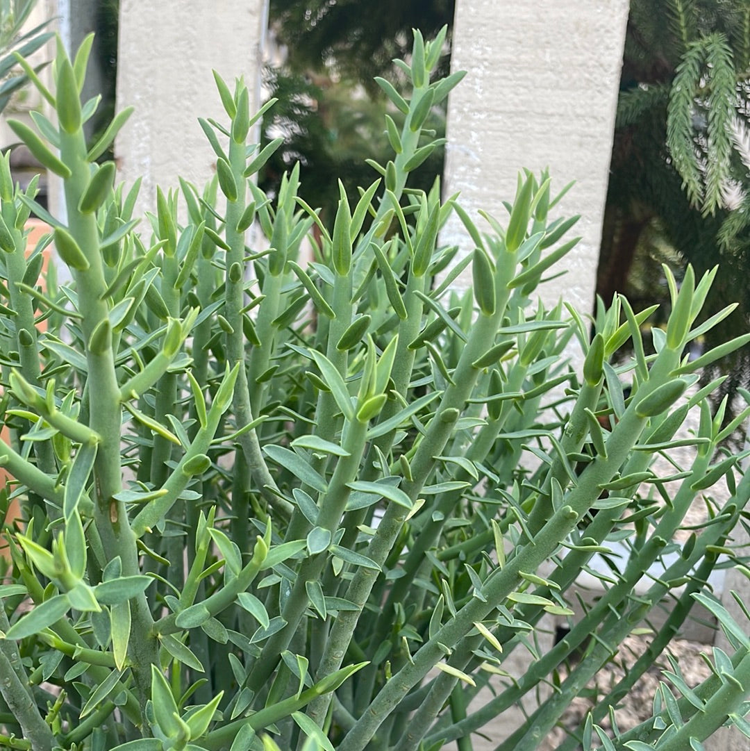 long finger like succulent Euphorbia mauritanica (Pencil Milk bush)
