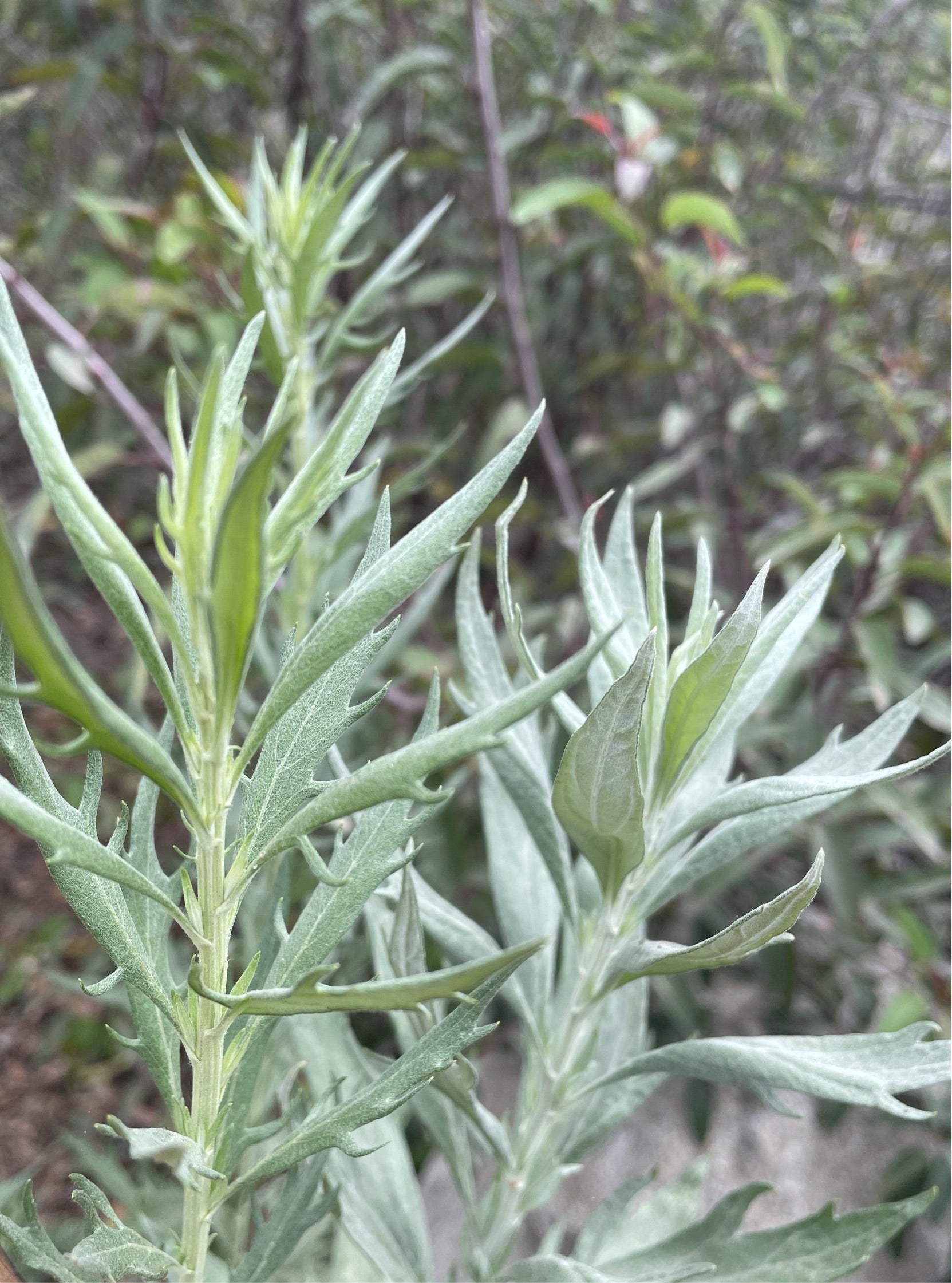 Artemisia douglasiana (Mugwort)