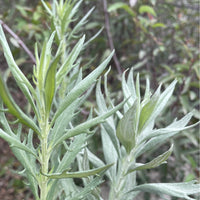 plant material shot