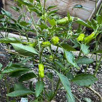 Organic Shisito Pepper