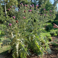 Plant Material Shot