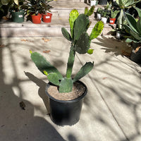Opuntia Green Form