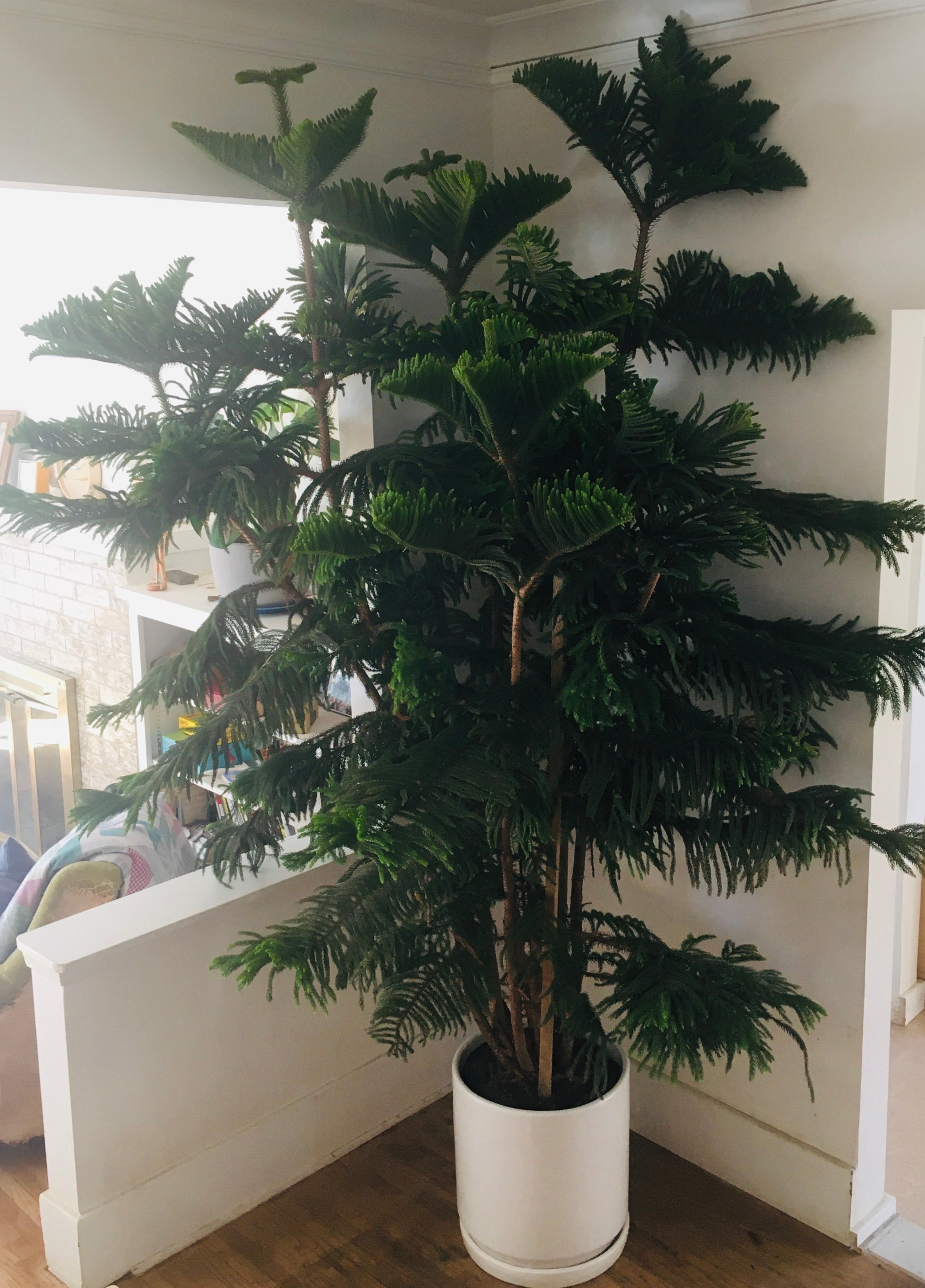 is norfolk pine an indoor plant Araucaria heterophylla (Norfolk island pine)