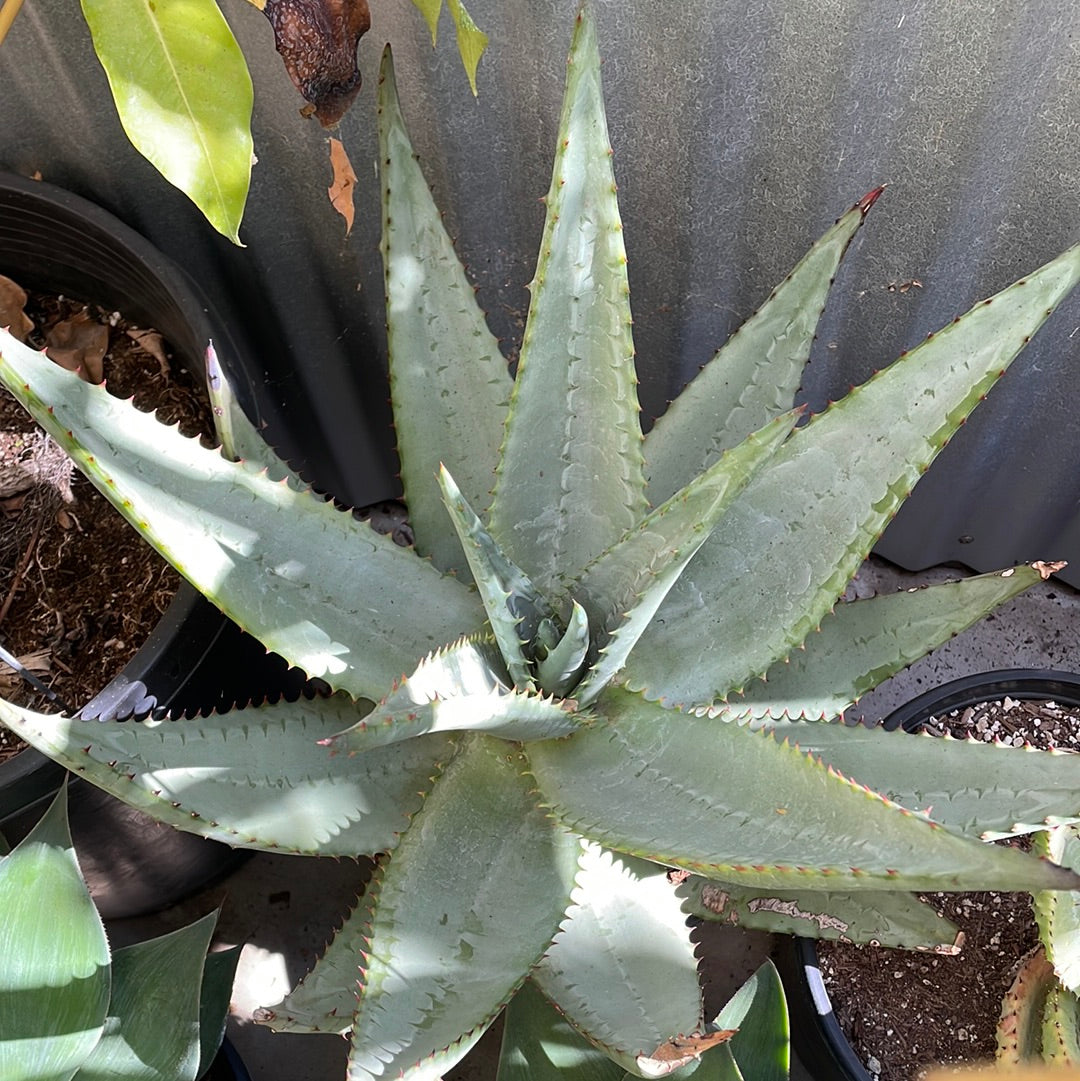 Aloe marlothii – Plant Material