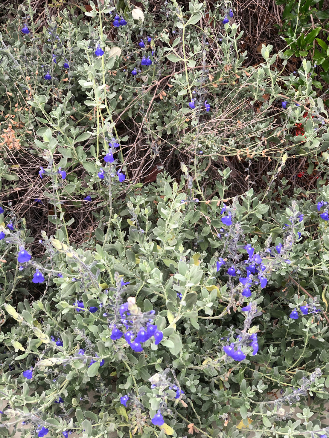 Salvia chamaedryoides (Germander Sage)