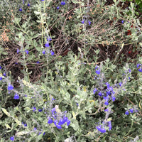 Salvia chamaedryoides (Germander Sage)