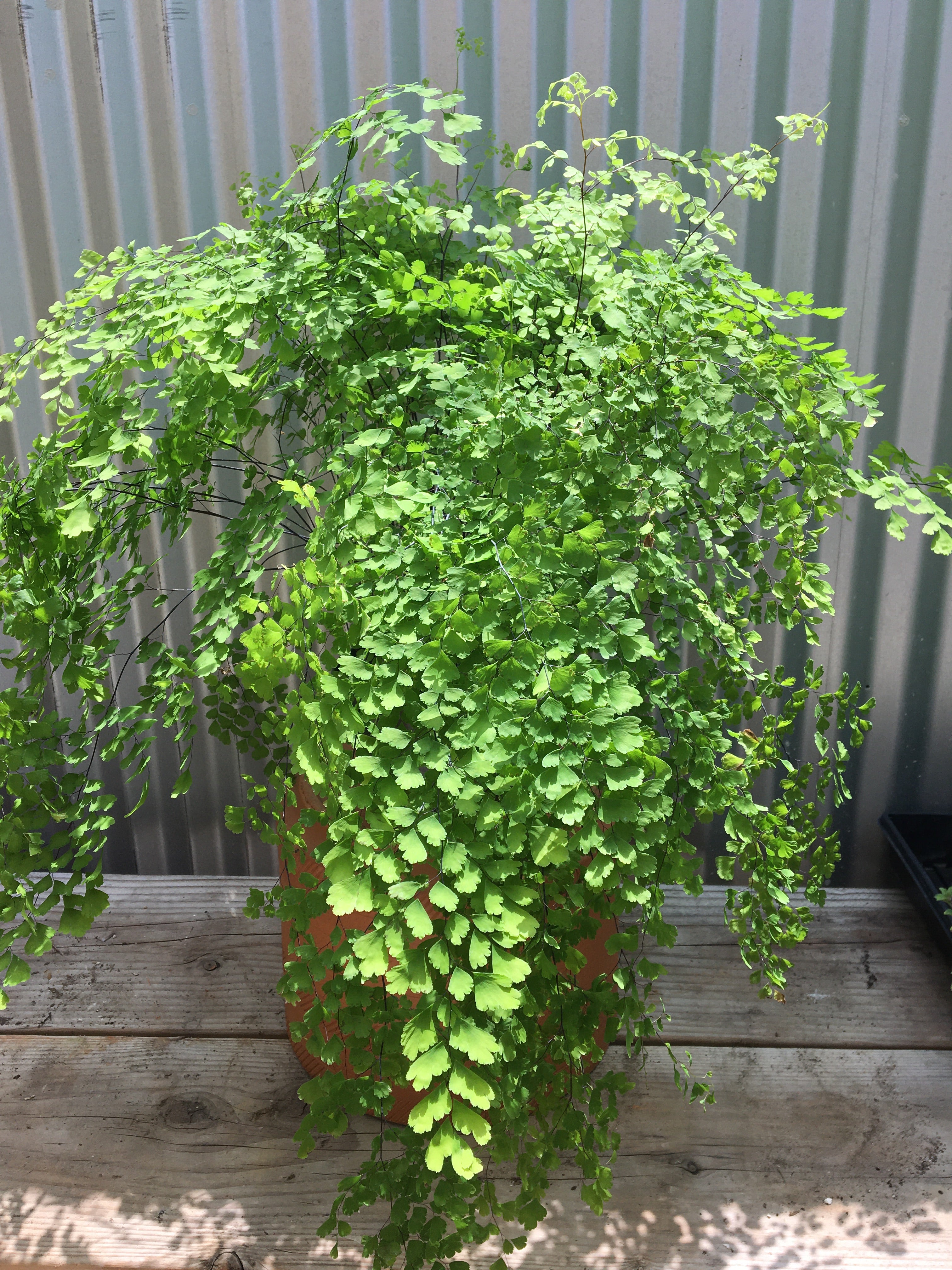 maidenhair fern house plants Adiantum raddiantum (delta maidenhair fern)