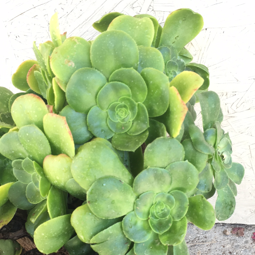 succulent that looks like lily pad Aeonium 'Pseudotabuliforme' – Plant Material